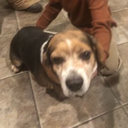 Champ - Beagle