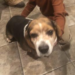 Champ - Beagle