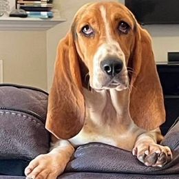 Basset Hounds from LONG EARS FARM