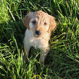 Girl 4 - Golden female Golden Retriever puppy in Albany, Oregon from Sutter Bay Retrievers