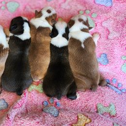 Boston Terrier Puppies from Honor Bound Boston Terriers