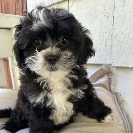 Jackson - Gold and white male Shihpoo puppy in Boston, Massachusetts from London's puppies