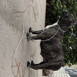 Julie  - French Bulldog