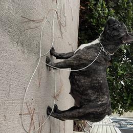 Julie  - French Bulldog