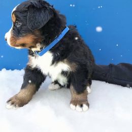 Rick's - Black rust and white male Bernese Mountain Dog puppy in Carlotta, California from Aunt-T’s Australian Shepherds