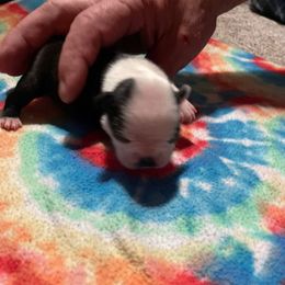 Jan - Black and white female Boston Terrier puppy in Preston, West Virginia from Charlie’s Pride