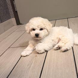 Orange - White male Bichon Frise puppy in Pahrump, Nevada from Calvada's Bichons