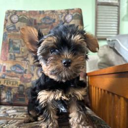 KH boy 1 - Blue and gold male Yorkshire Terrier puppy in Alburnett, Iowa from Hobbs Shire Yorkies