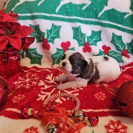 Lucy - Tricolor female Shih Tzu puppy in Vernon, Texas from Jennifer's Shih Tzus