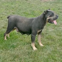 Brenda - Cane Corso