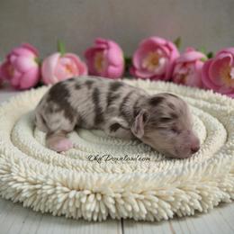 Birdie - Chocolate and cream female Dachshund puppy in Oklahoma City, Oklahoma from OkieDoxieland Dachshunds