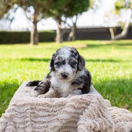 Stella - Merle female Sheepadoodle puppy in Los Angeles, California from Exquisite Doodles