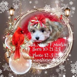 Bella Marie - White and lemon female Maltese puppy in Silverhill, Alabama from Malteseuluv’s Tiny Treasurers