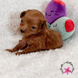 Olive - Red male Maltipoo puppy in Kula, Hawaii from Toy Poodle & Maltipoo Maui