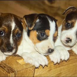 Russell Terrier Puppies from Terrier Town of Tennessee