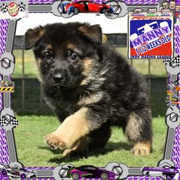 MANNY - Black and red male German Shepherd puppy in Murrieta, California from Diamond Oaks German Shepherds