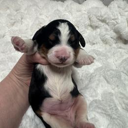 Teal Collar - Tri-color female Bernedoodle puppy in Mc Henry, Maryland from TLC by the Lake Standard Poodle and Doodles
