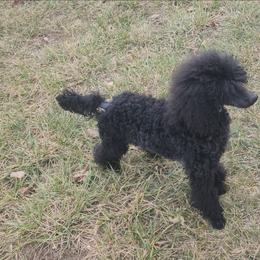 Adiel - Black male Poodle puppy in Harrisonville, Missouri from Kurly Q Poodles