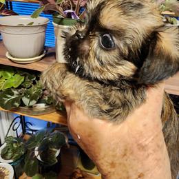 Toby - Belge male Brussels Griffon puppy in Nc, Florida from Brusseluv2
