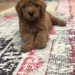 Goldendoodle Puppies from Travis Street Doodles & Poodles
