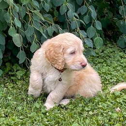 Goldendoodle Puppies from Sunnyside Botanical