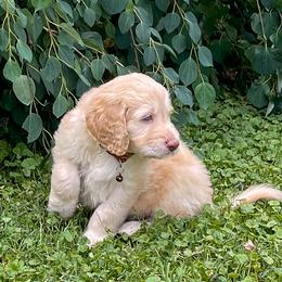 Goldendoodle Puppies from Sunnyside Botanical