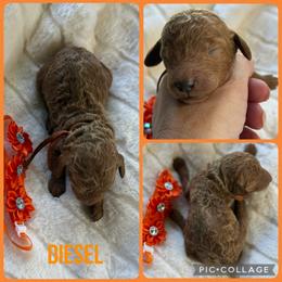 Diesel - Red  male Poodle puppy in Mount Vernon, Illinois from AMC Poodles
