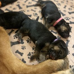 German Shepherd Puppies from MK German Shepherds LLC