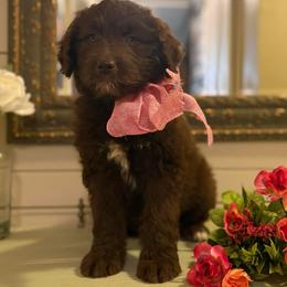 Reese - Brown and white female Aussiedoodle puppy in Sheridan, Arkansas from Runnin’ Wild Ranch Aussies