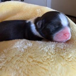 Girl - Tricolor female Shih Tzu puppy in Glens Falls, New York from Shih Tzus N Giggles