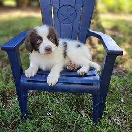 Gogo - White female Karakachan puppy in Commerce, Georgia from Peppermint Rose Ranch