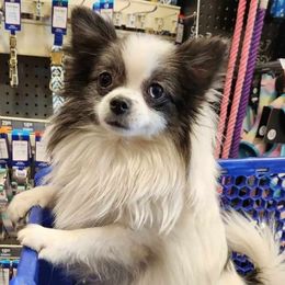 Roxy - Pomeranian