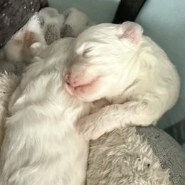 Maltipoo puppies from Debra Stacey's Maltipoo Puppies