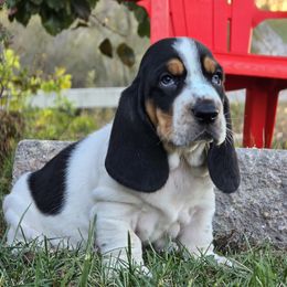 Usher - Black brown and white male Basset Hound puppy in Pollock, Missouri from Northstar