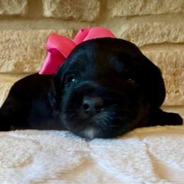 Becca (F2bb pink girl) - Black and white female Aussiedoodle puppy in Midlothian, Texas from Gray Doodles