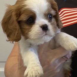 Grace Kelly - Blenheim female Cavalier King Charles Spaniel puppy in Lynchburg, Virginia from Kilmaren Cavaliers and Born in the USA Biewer Terriers