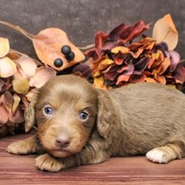 AKC Eclipse - Fawn (isabella) and tan male Dachshund puppy in Christiansburg, Virginia from Little Legs Luxury Dachshunds LLC