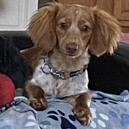 Ginger - Dachshund
