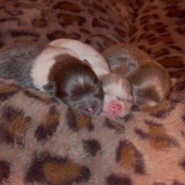 Pomeranian Puppies from Cascade Pomeranians