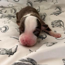 Minnie - Red tri female Miniature Australian Shepherd puppy in Moulton, Alabama from B&B Little Aussie Gems