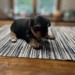 Girl with white patch - Black and tan female Yorkshire Terrier puppy in Boone, North Carolina from Coffeycup Yorkies
