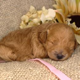 Honey - Apricot female Poodle puppy in Stokesdale, North Carolina from His and Hers Poodles and Doodles