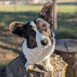 Rey - Cardigan Welsh Corgi