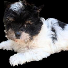 Jack - Parti male Yorkshire Terrier puppy in Gaylesville, Alabama from Sweet Alabama Yorkies