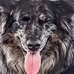 Stone - Australian Shepherd