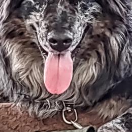 Stone - Australian Shepherd