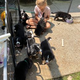 Bernese Mountain Dog Puppies from Alpen Daydream Bernese