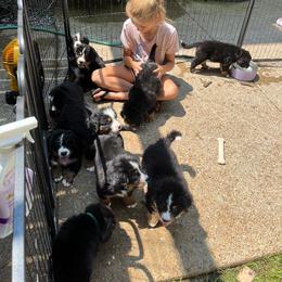 Bernese Mountain Dog Puppies from Alpen Daydream Bernese