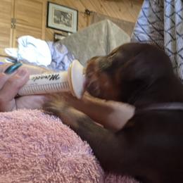 Lavender collar - Red and rust female Doberman Pinscher puppy in Santa Clarita, California from Riviera Dobermans