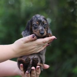 Dachshund Puppies from EntityDachs